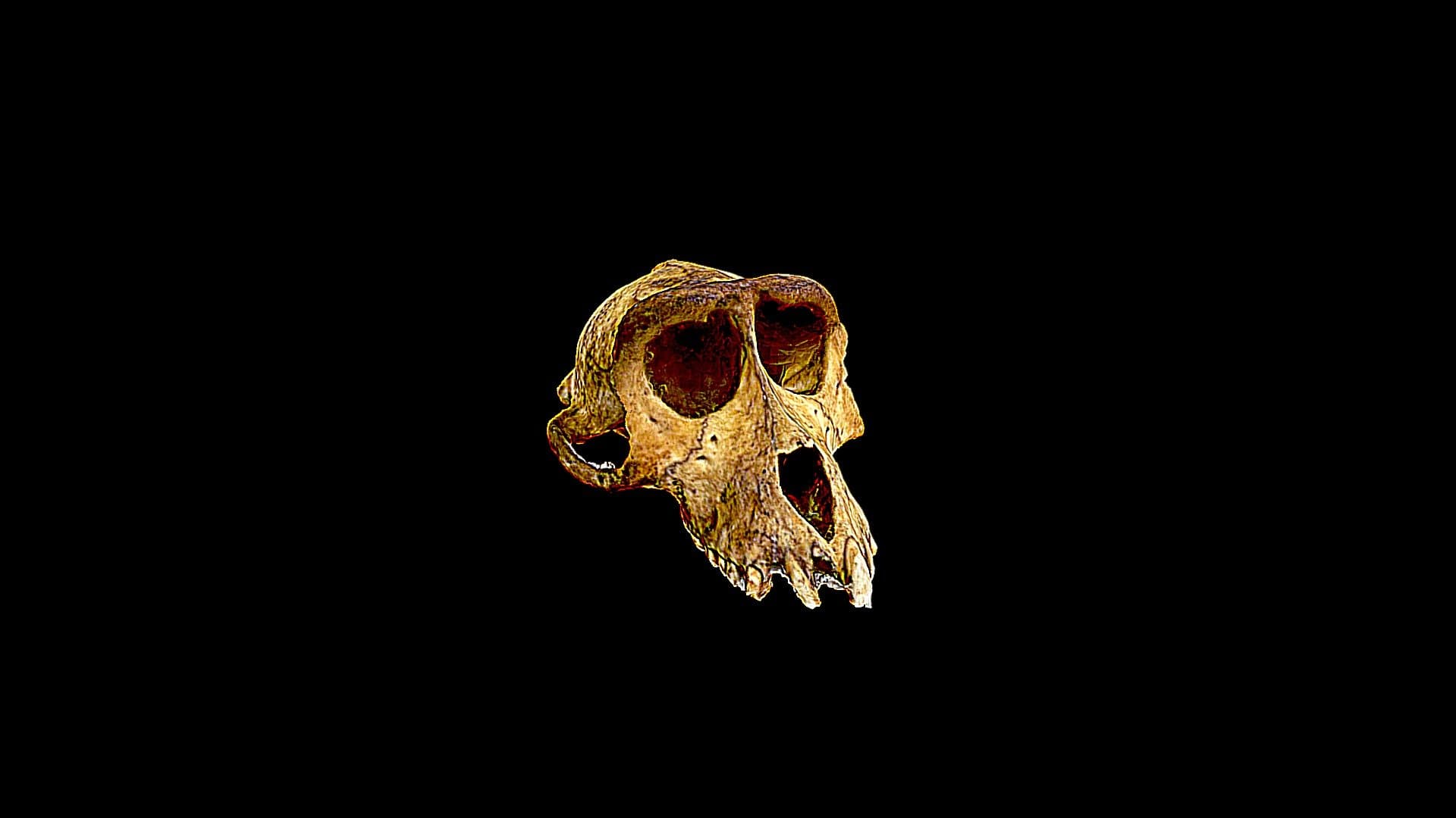 Fosil  Tengkorak Macaca