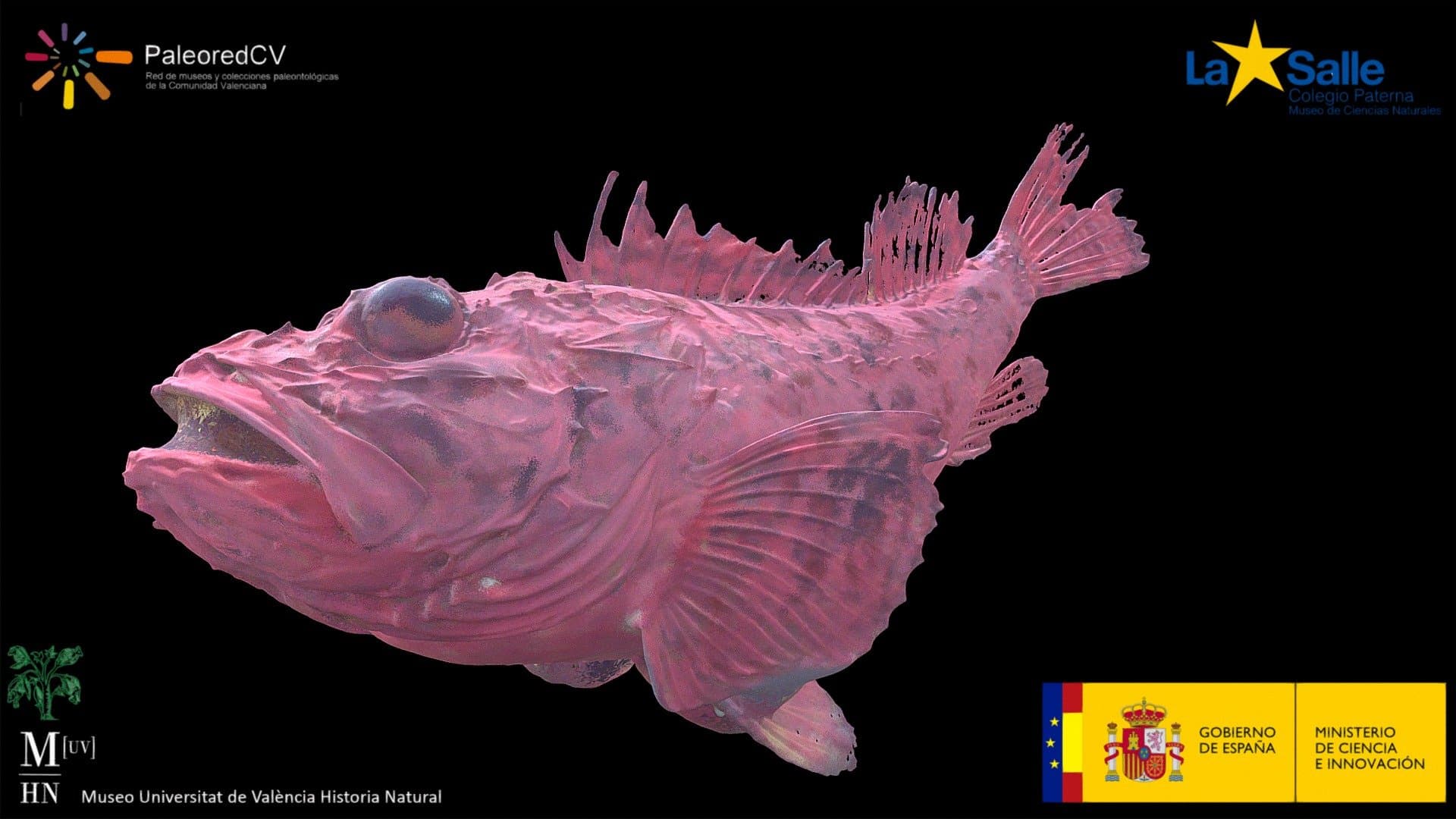 Red Scorpion Fish (Scorpaena scrofa)
