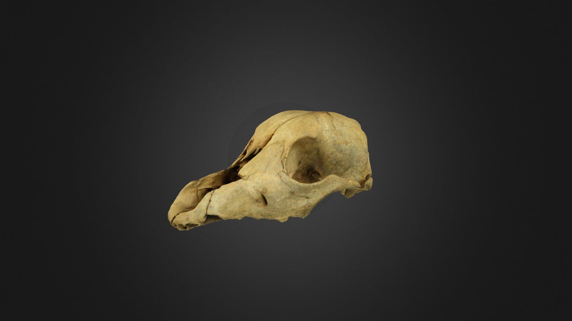 Poodle Skull