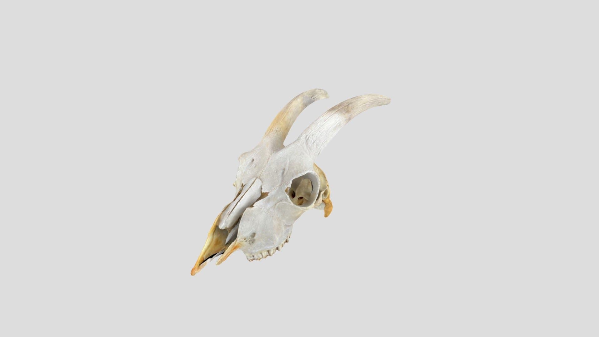 Goat Skull