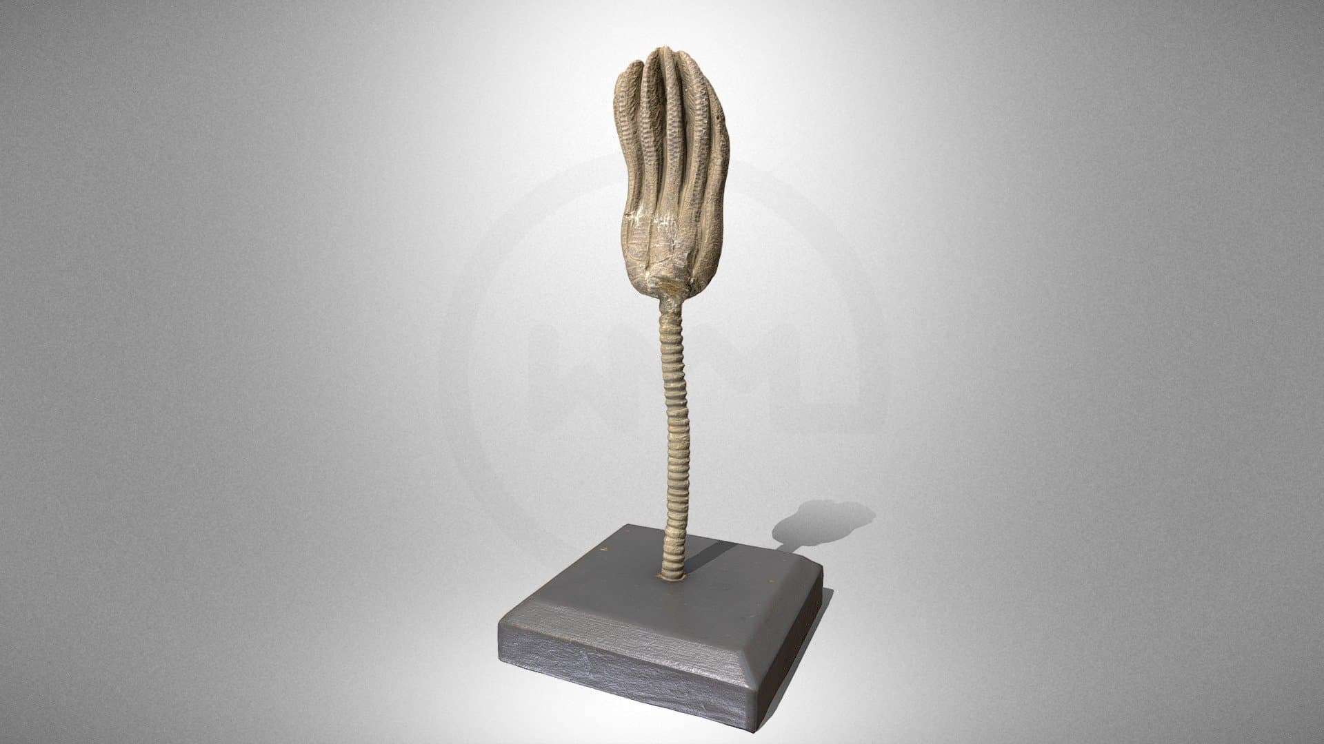 Crinoid