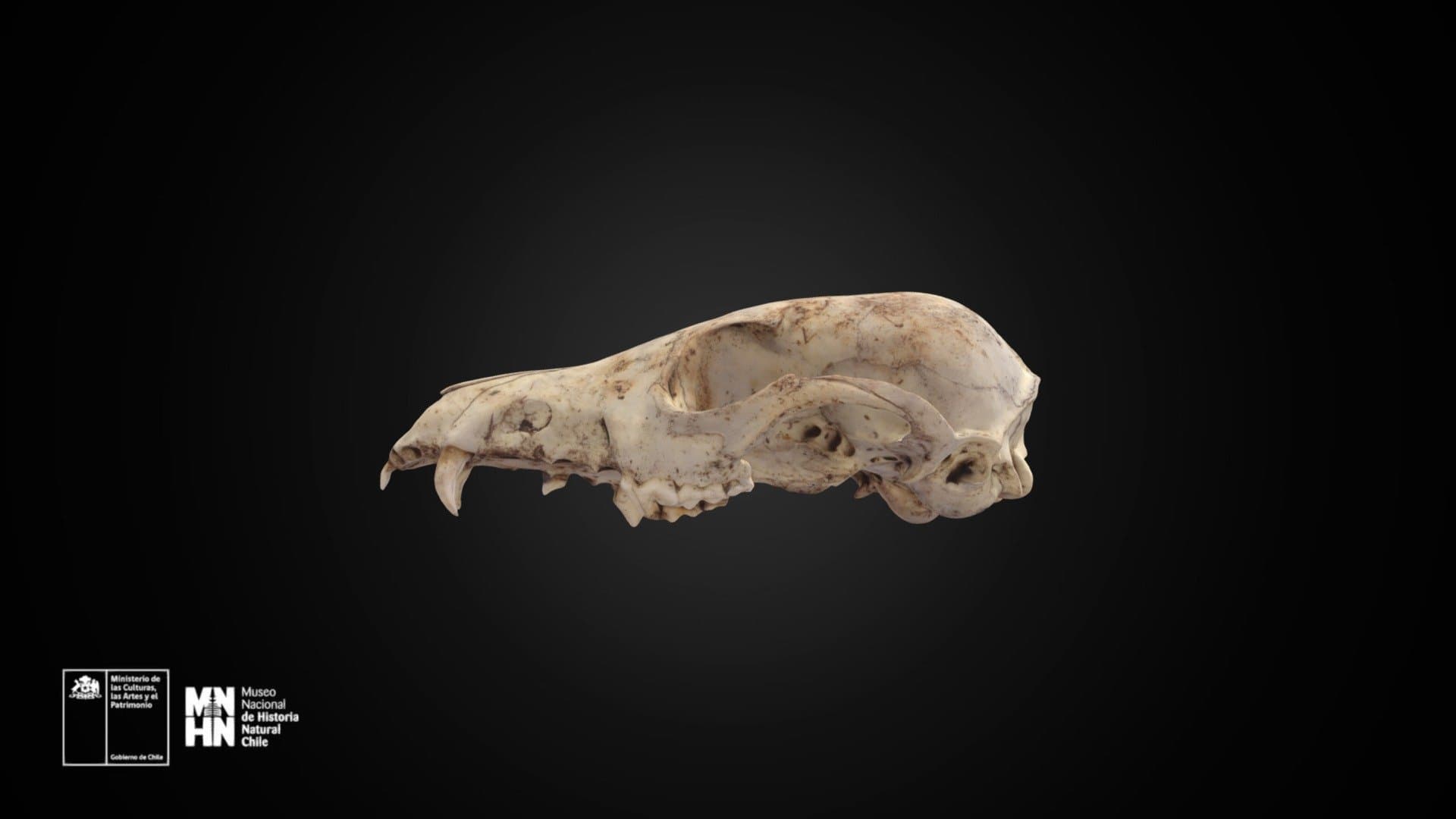 Lycalopex fulvipes 1607