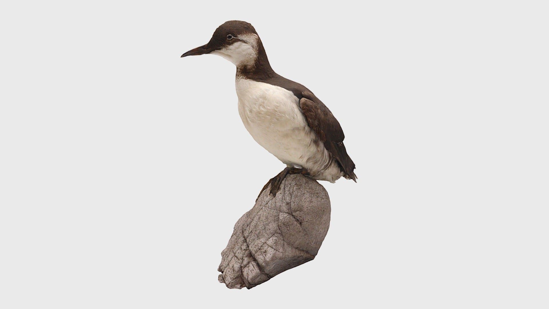 Common Guillemot