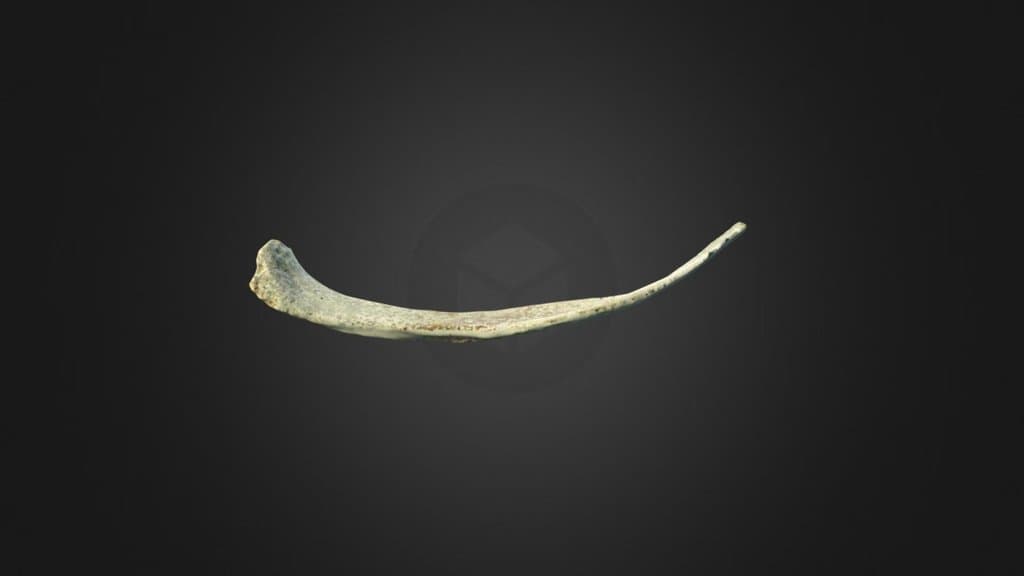 Twelfth Right Rib