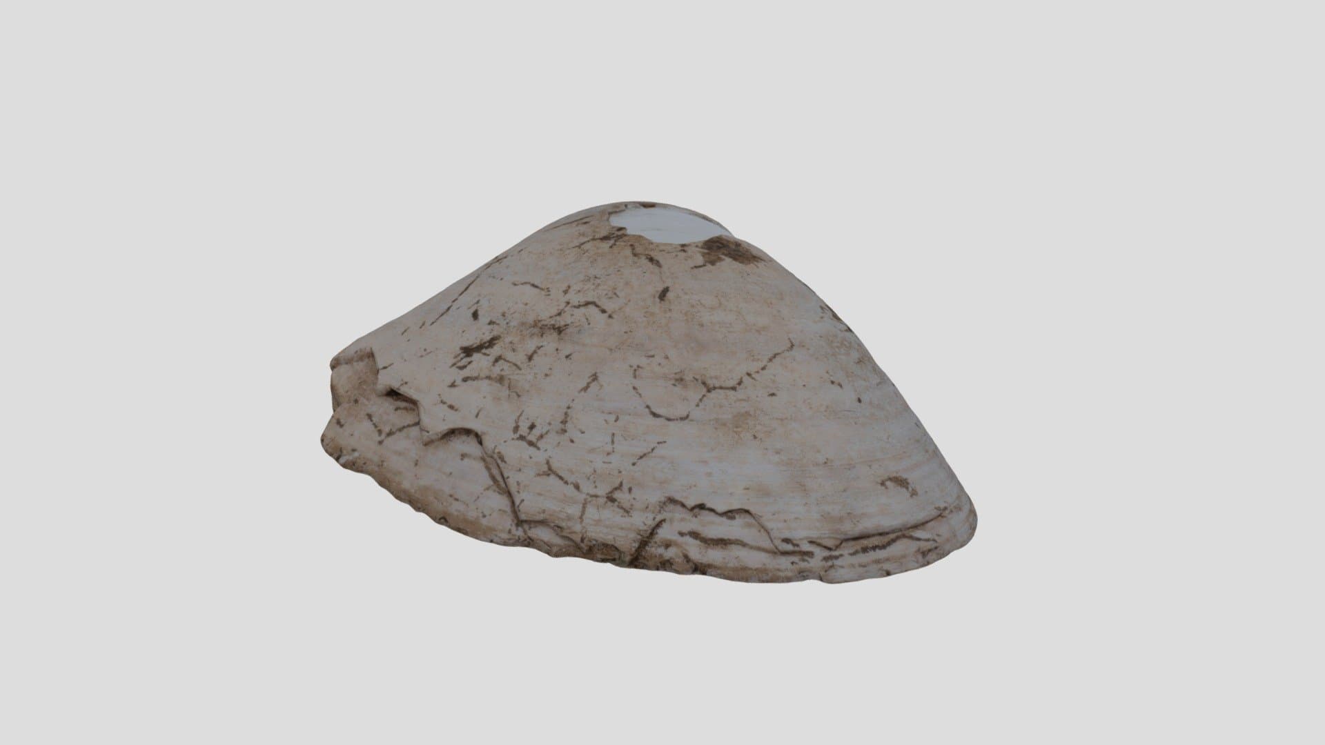 貝刃　shell scraper