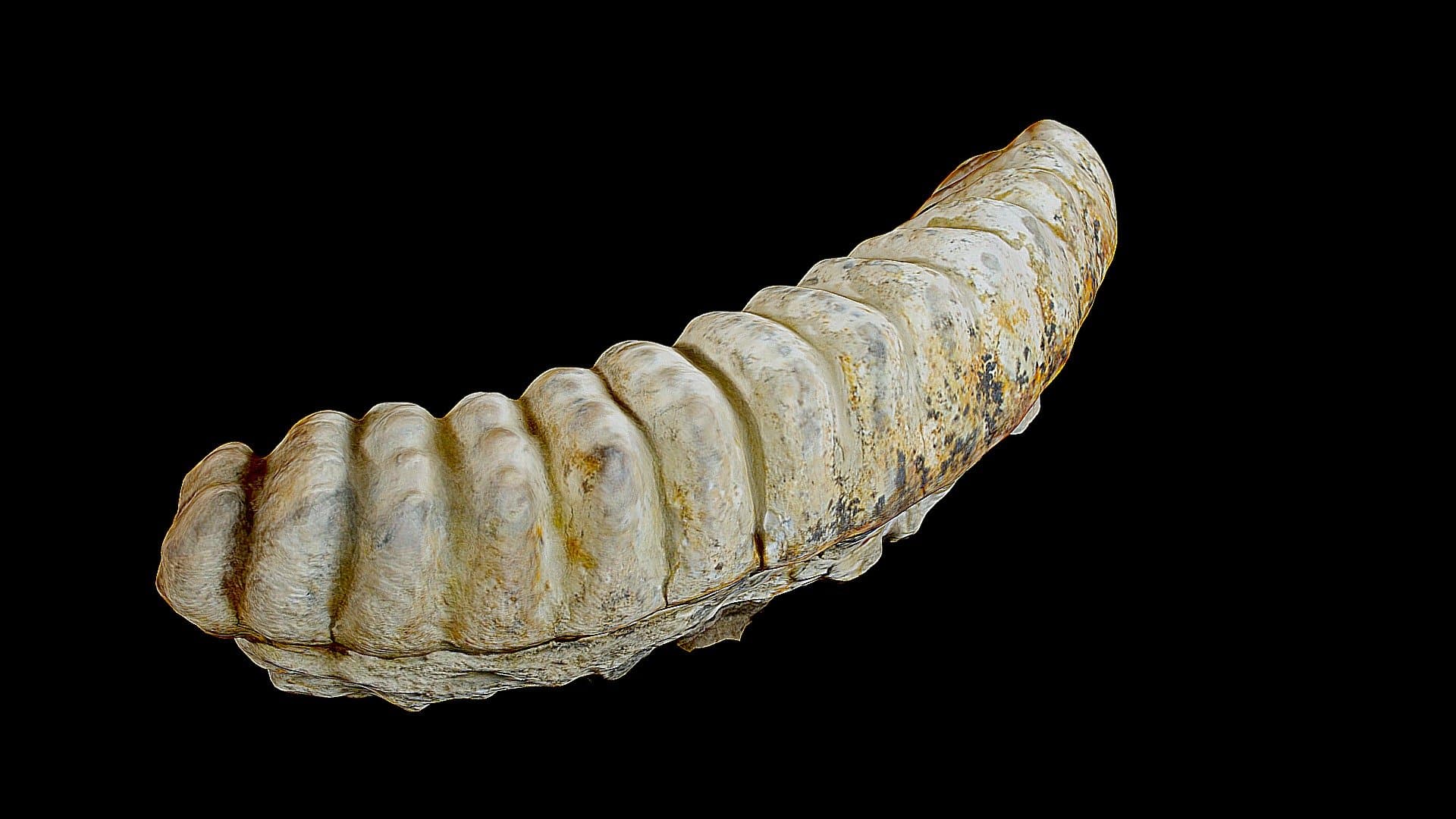 Molar Stegodon, Flores
