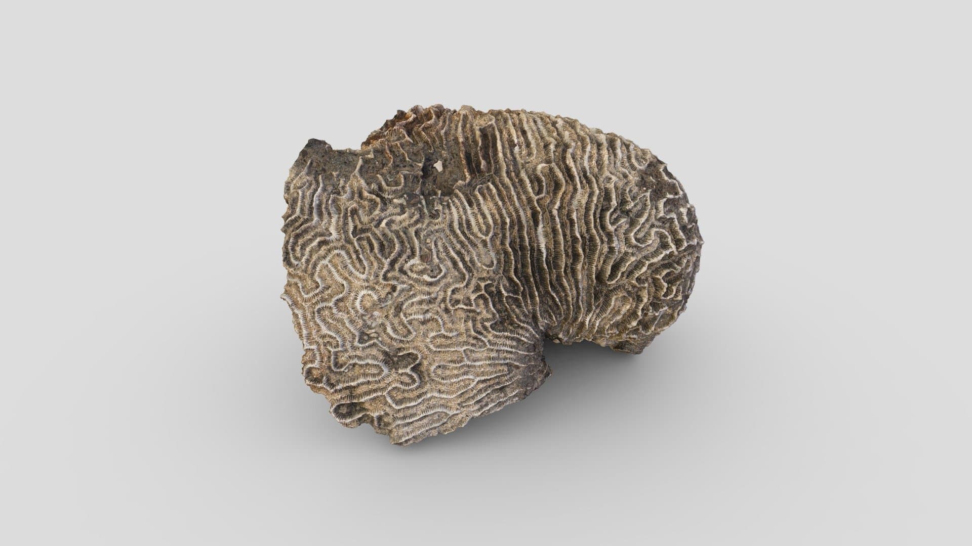 Hersenkoraal | brain coral (1600-1675)