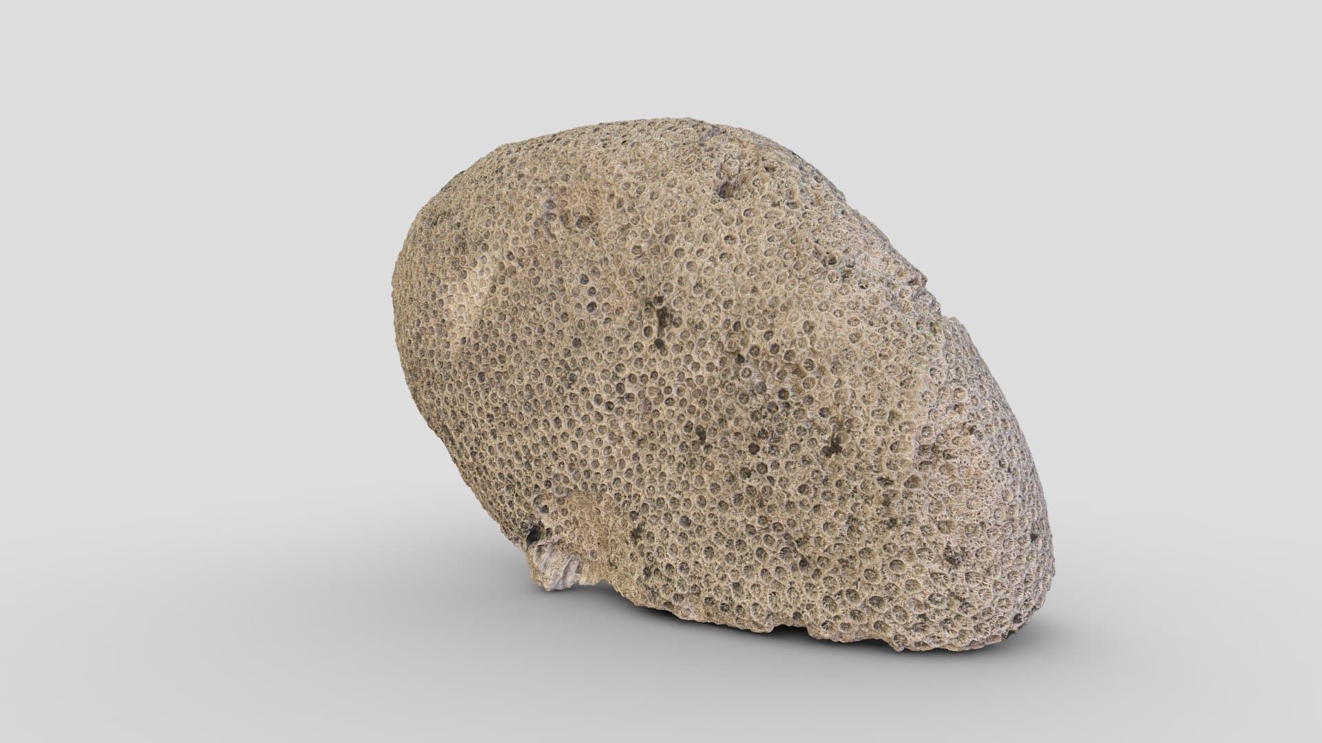 Steenkoraal | boulder star coral (1600-1675)