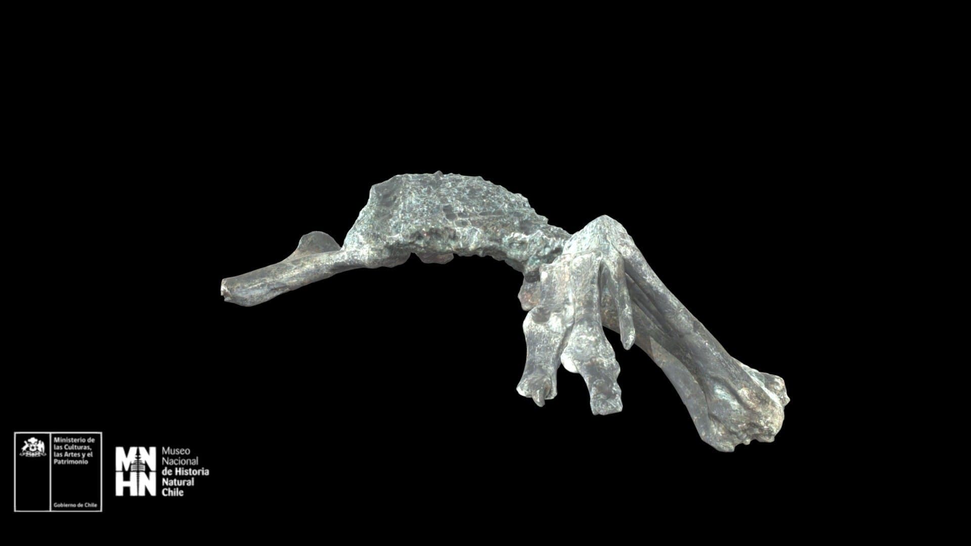 Chilesaurus diegosuarezi. Brazos