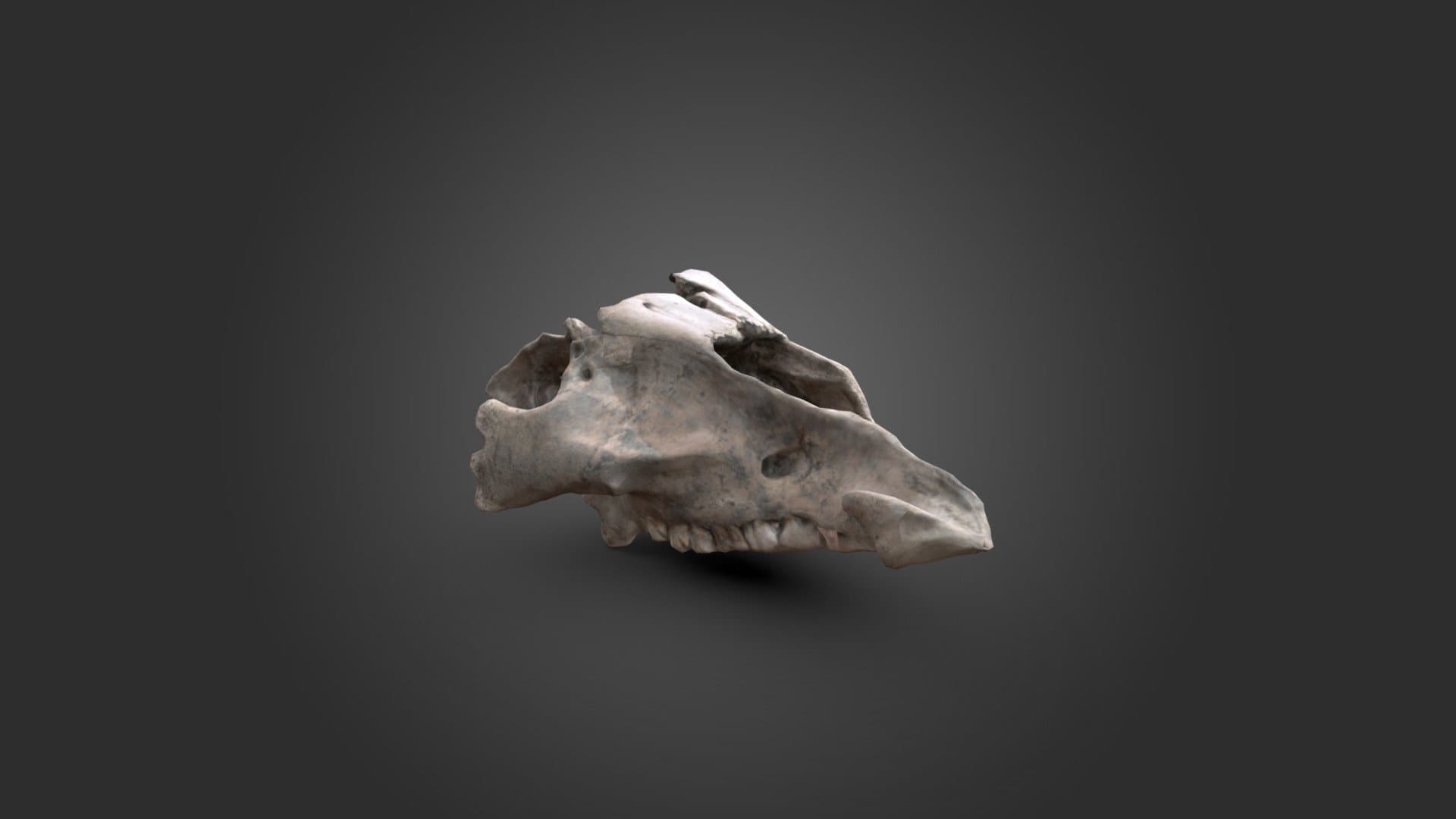 Suovetaurilia offer 2