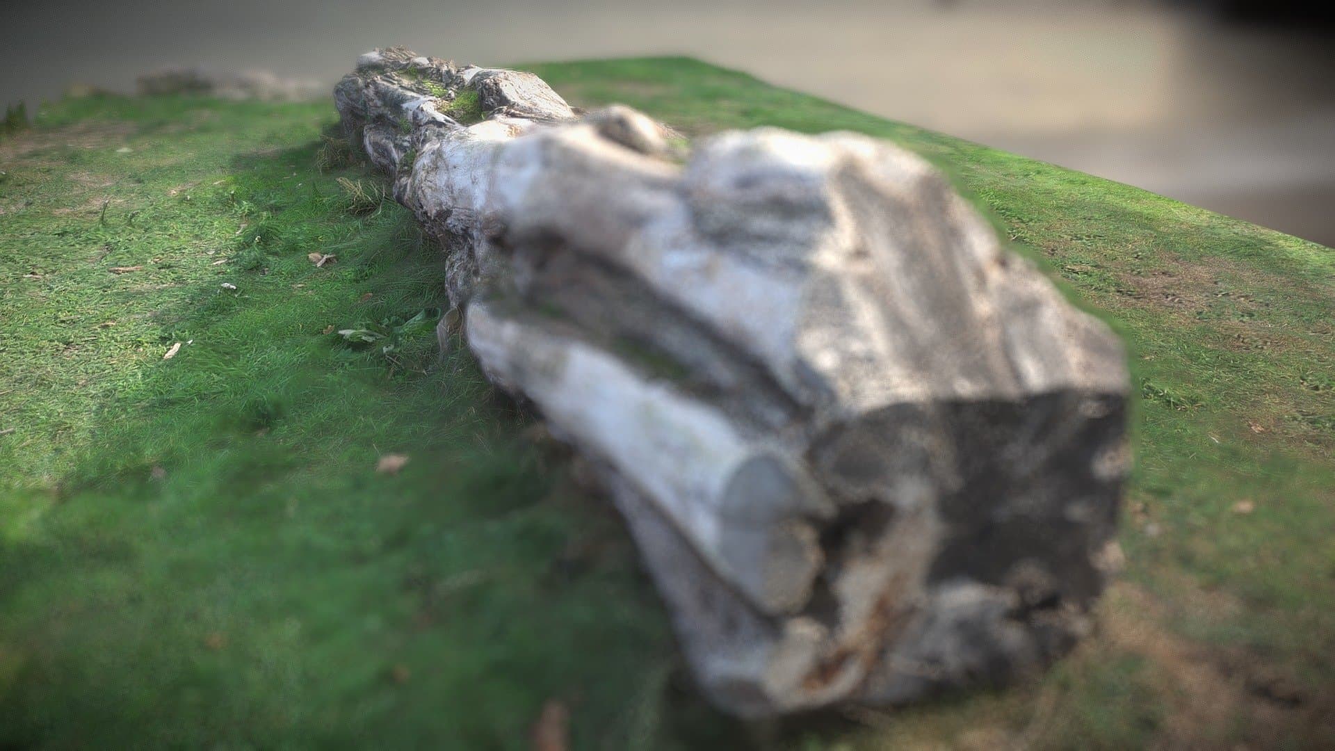 Tree Stump - Canon photogrammetry scan