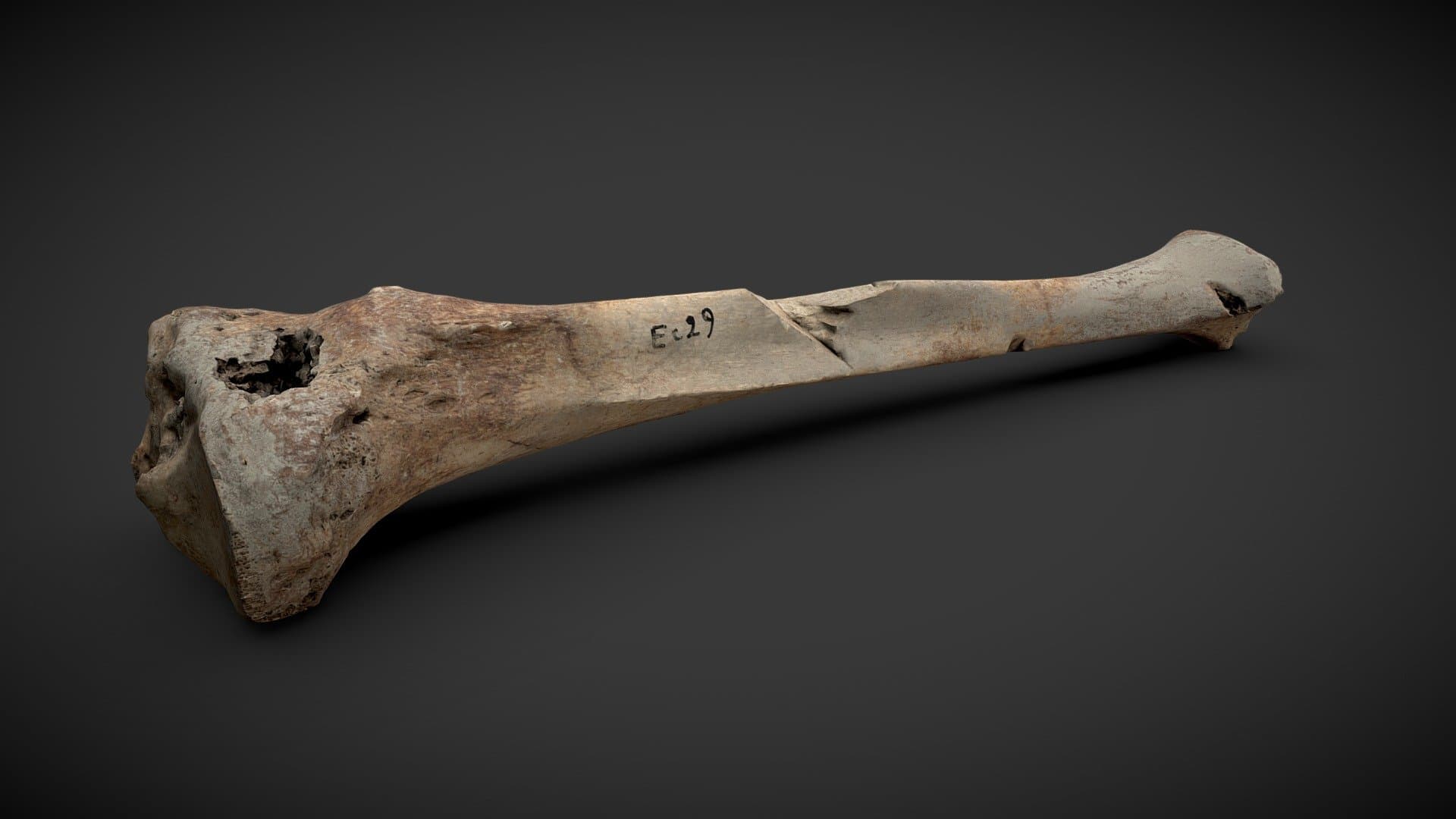 Tibia with injuries - 167690