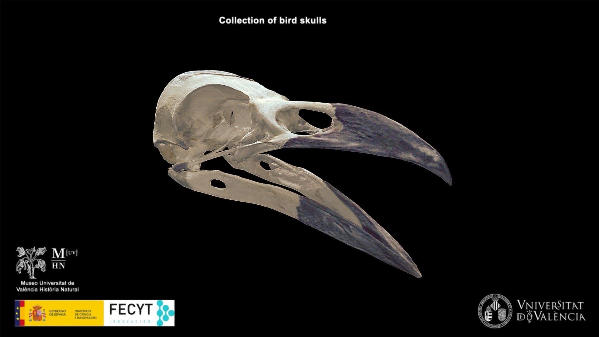 Common raven (Corvus corax)
