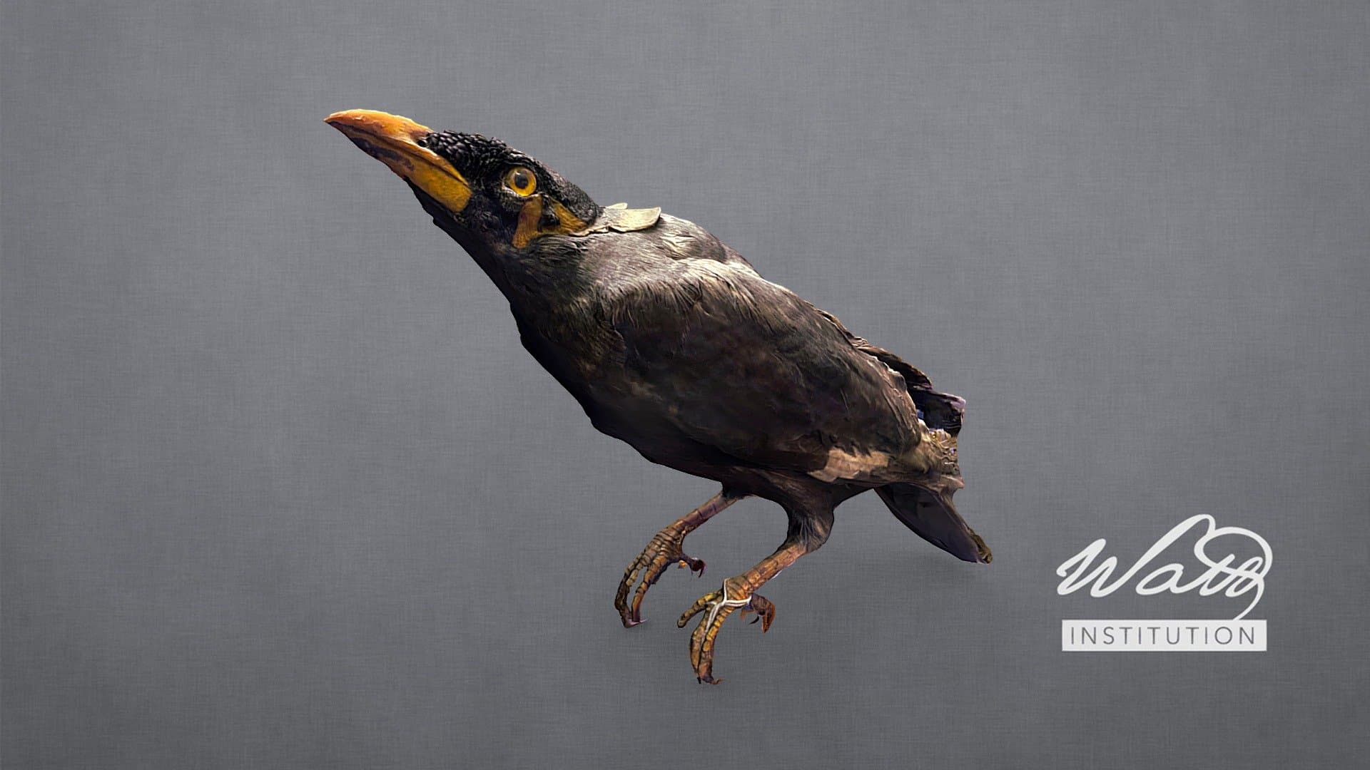 Common Hill Myna (Gracula religiosa)