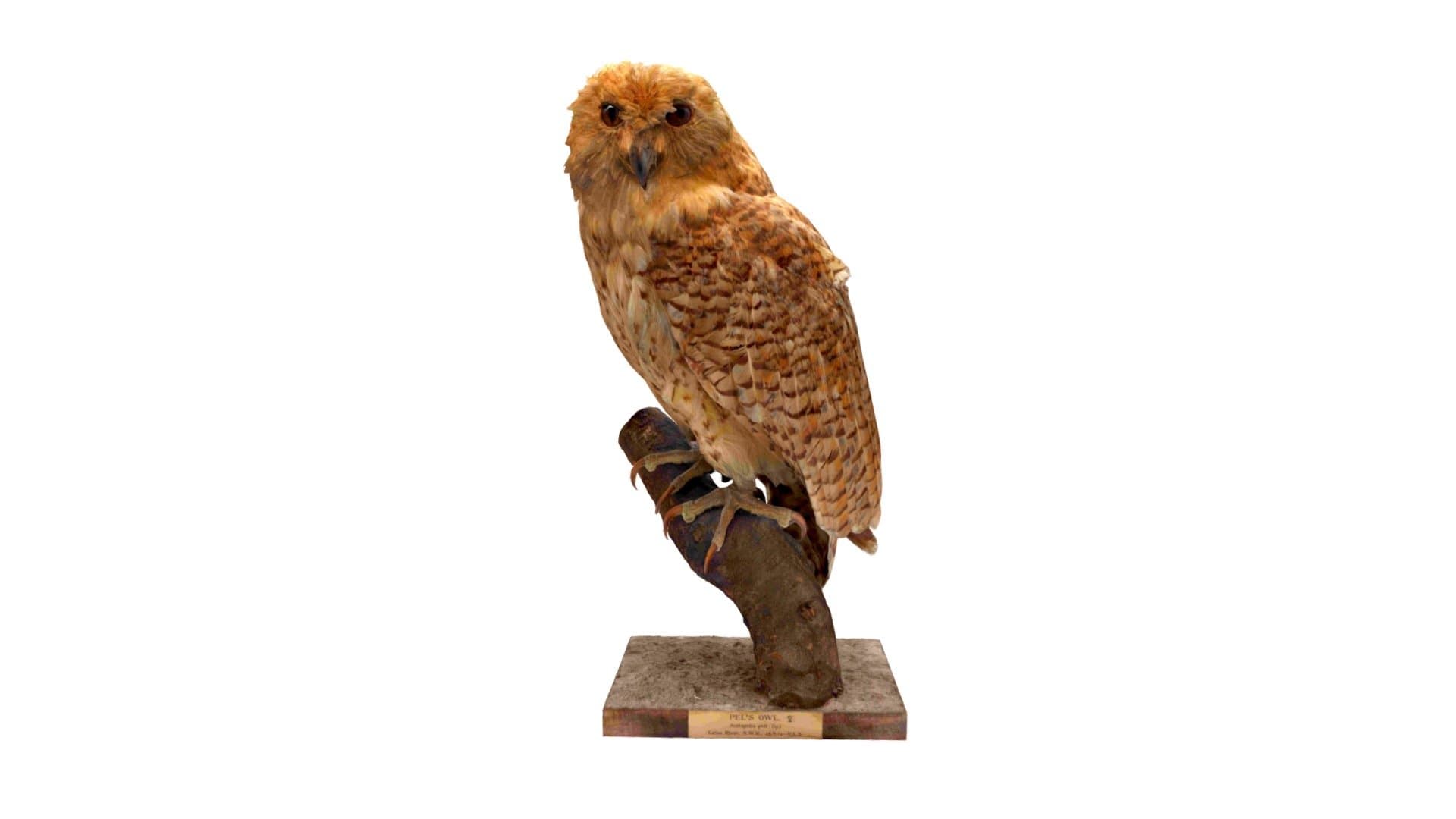 Pel's Fishing owl