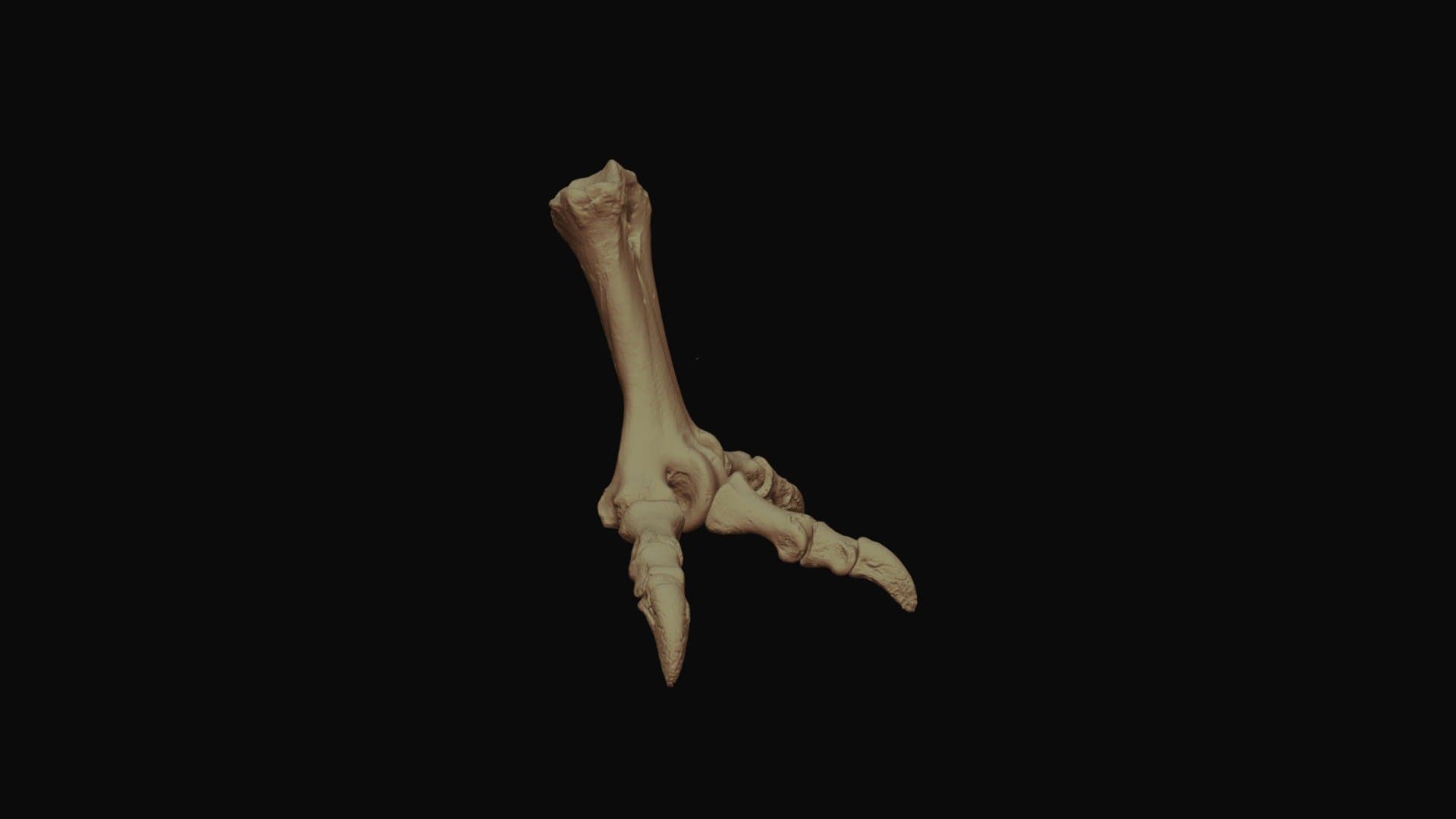 Moa Foot